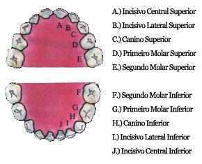 anatomia-dental_1